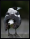 animationmagpie2x.jpg